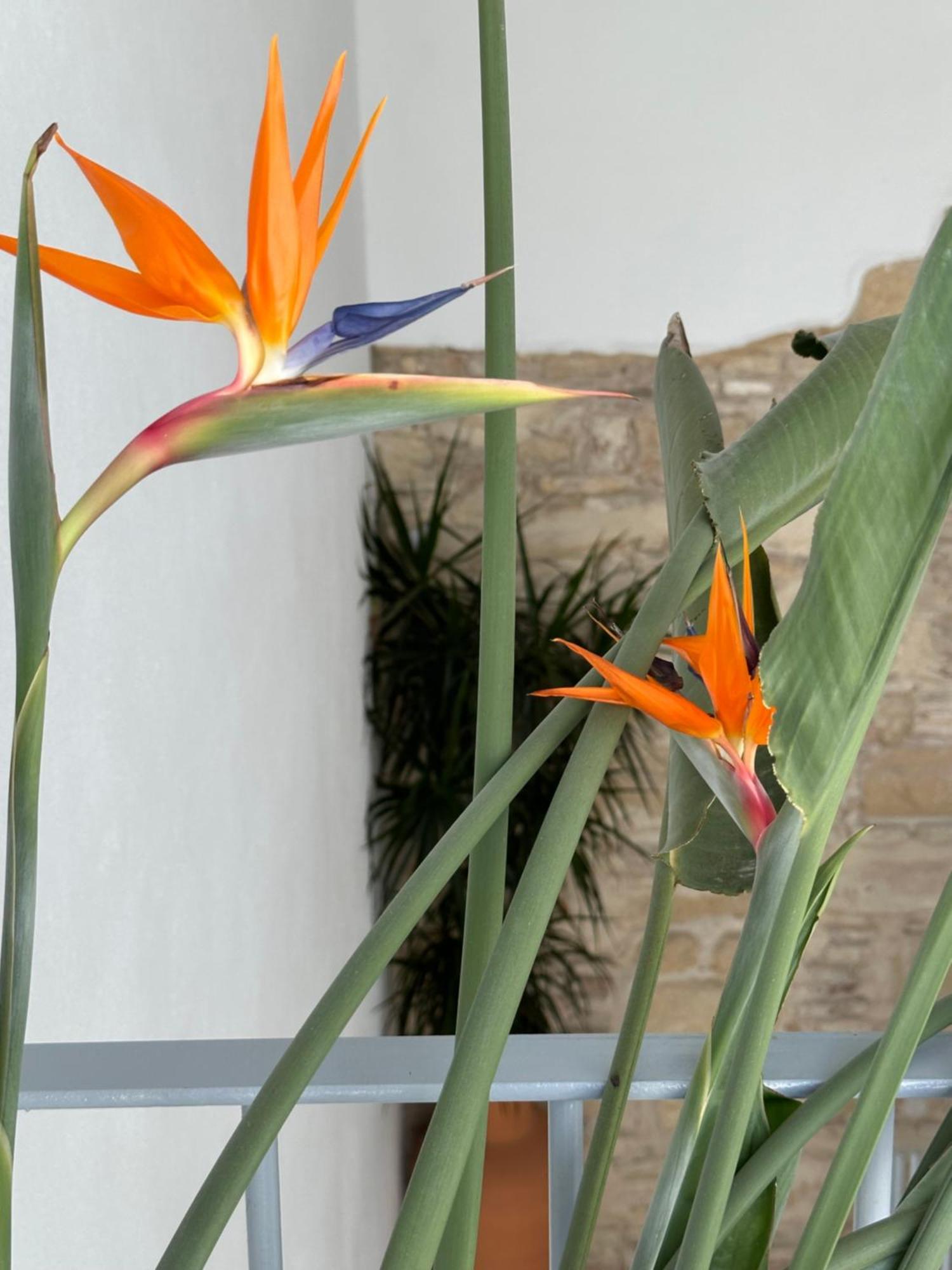 Casa Nuna Modern Loft With Private Garden Terrace Jerez de la Frontera Dış mekan fotoğraf